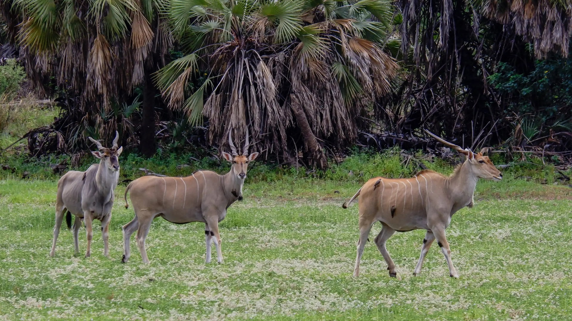 Nyerere National Park (Selous)