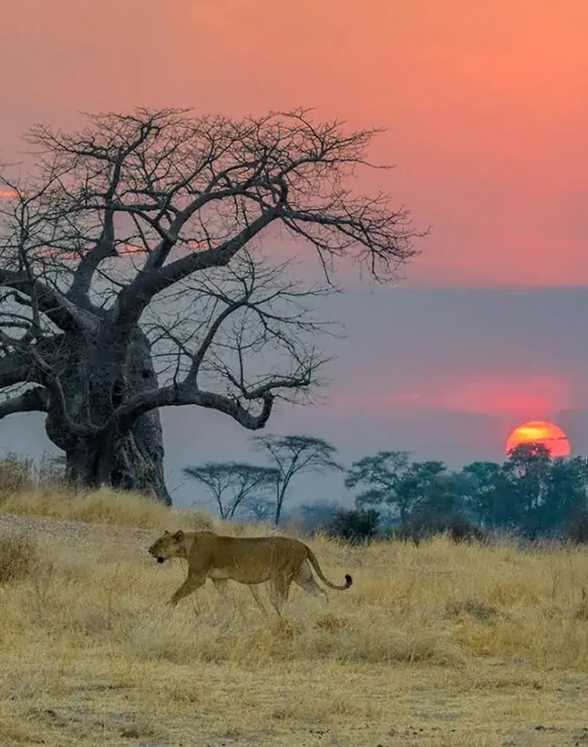 Ruaha National Park