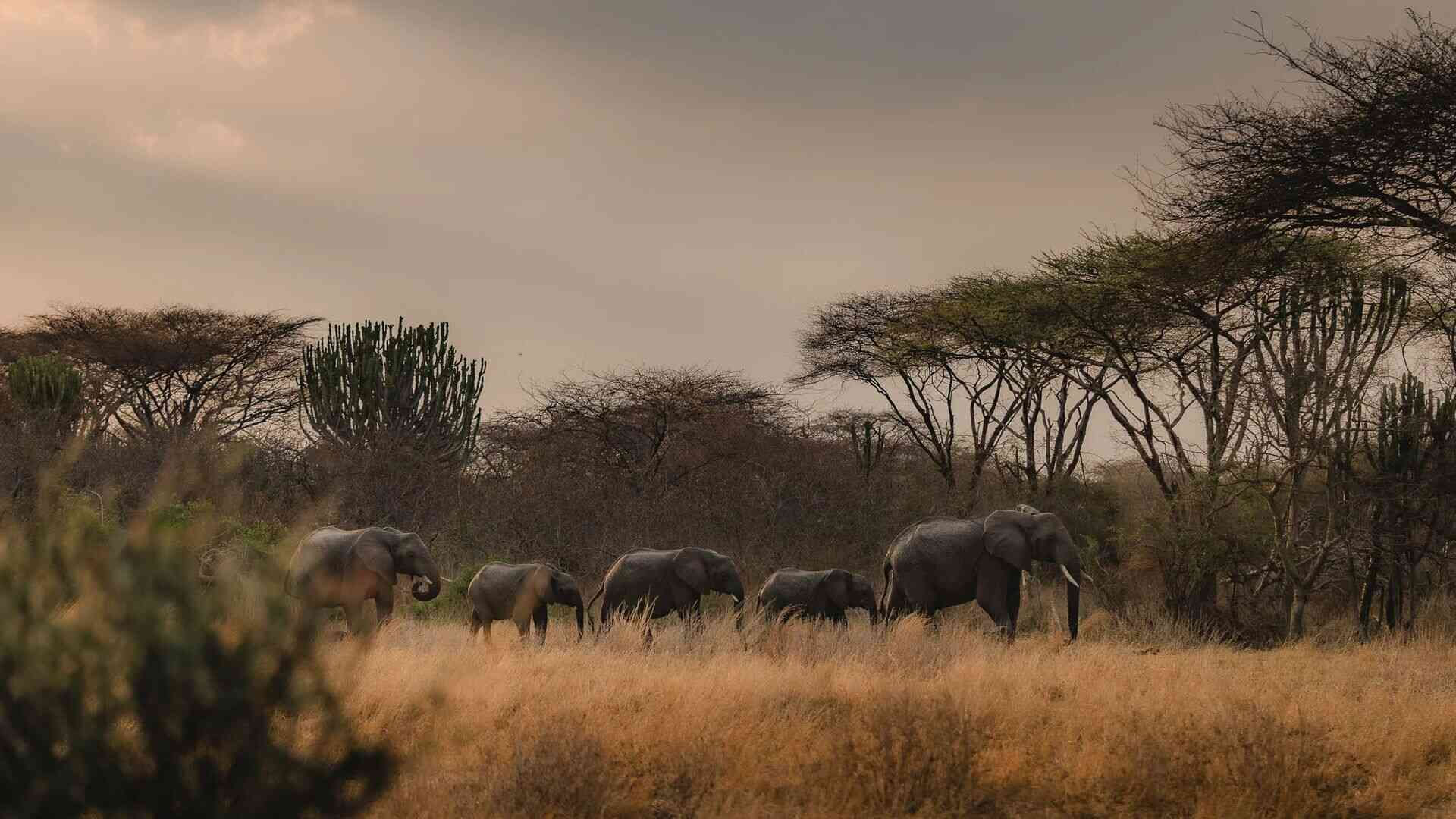 Ruaha National Park Ruaha National Park