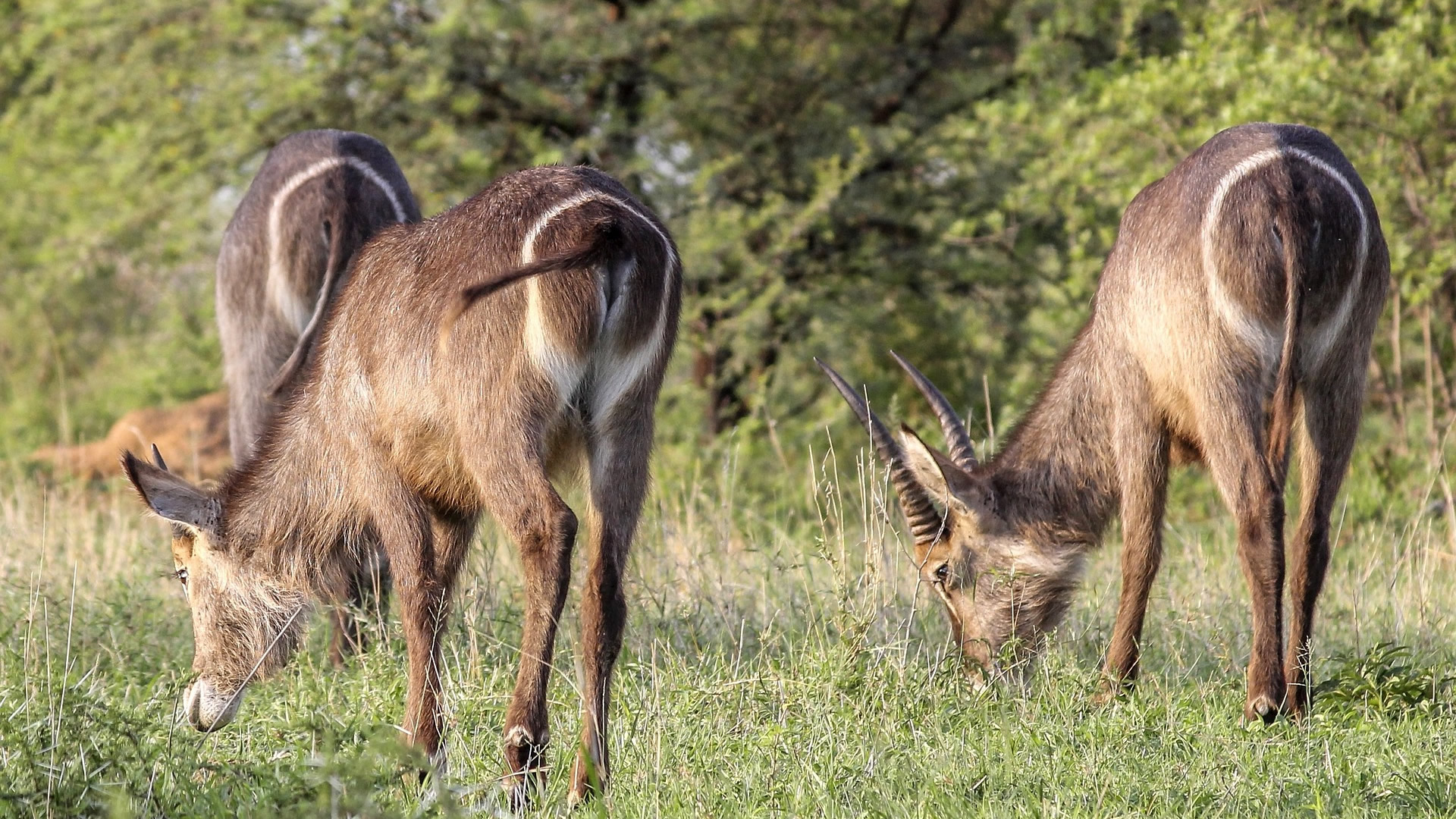 Ruaha National Park Ruaha National Park