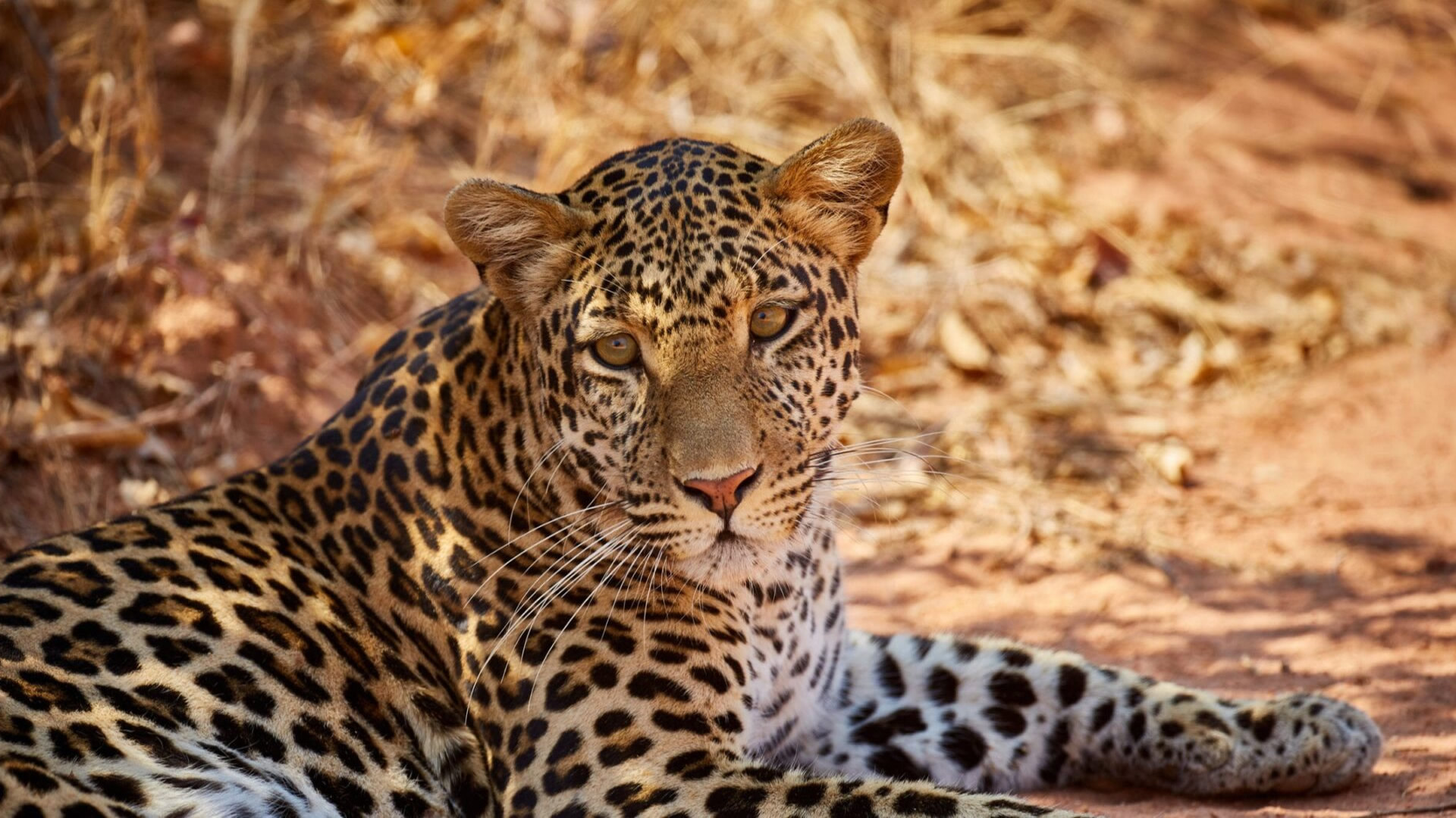 Ruaha National Park Ruaha National Park