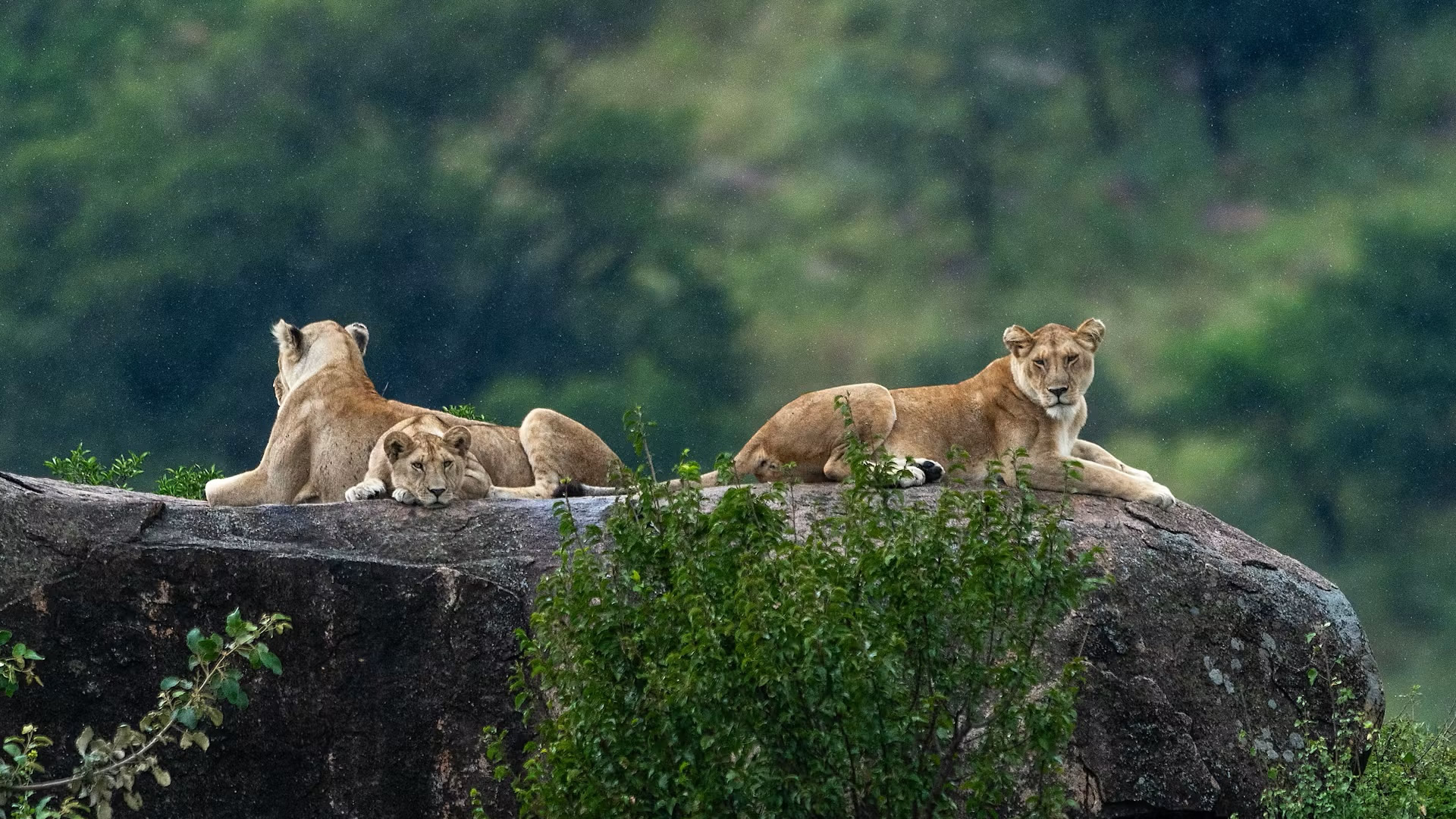 Serengeti National Park Serengeti National Park