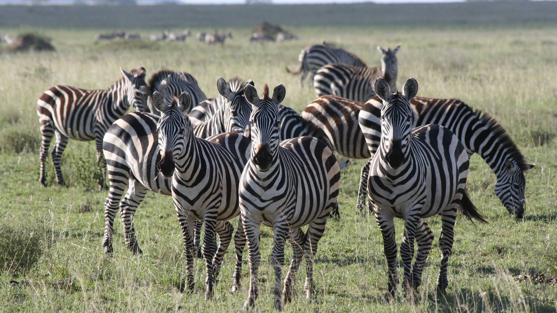 Serengeti National Park Serengeti National Park