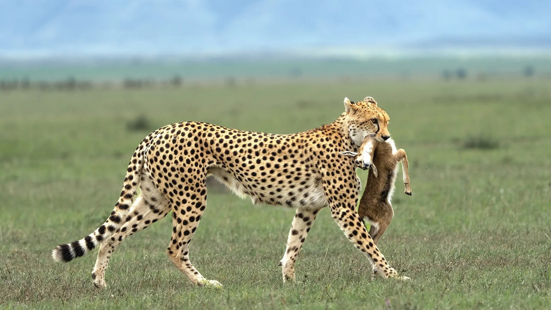 Serengeti National Park Serengeti National Park