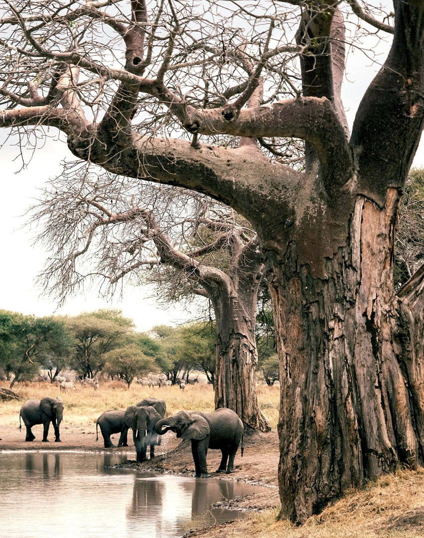 Tarangire National Park