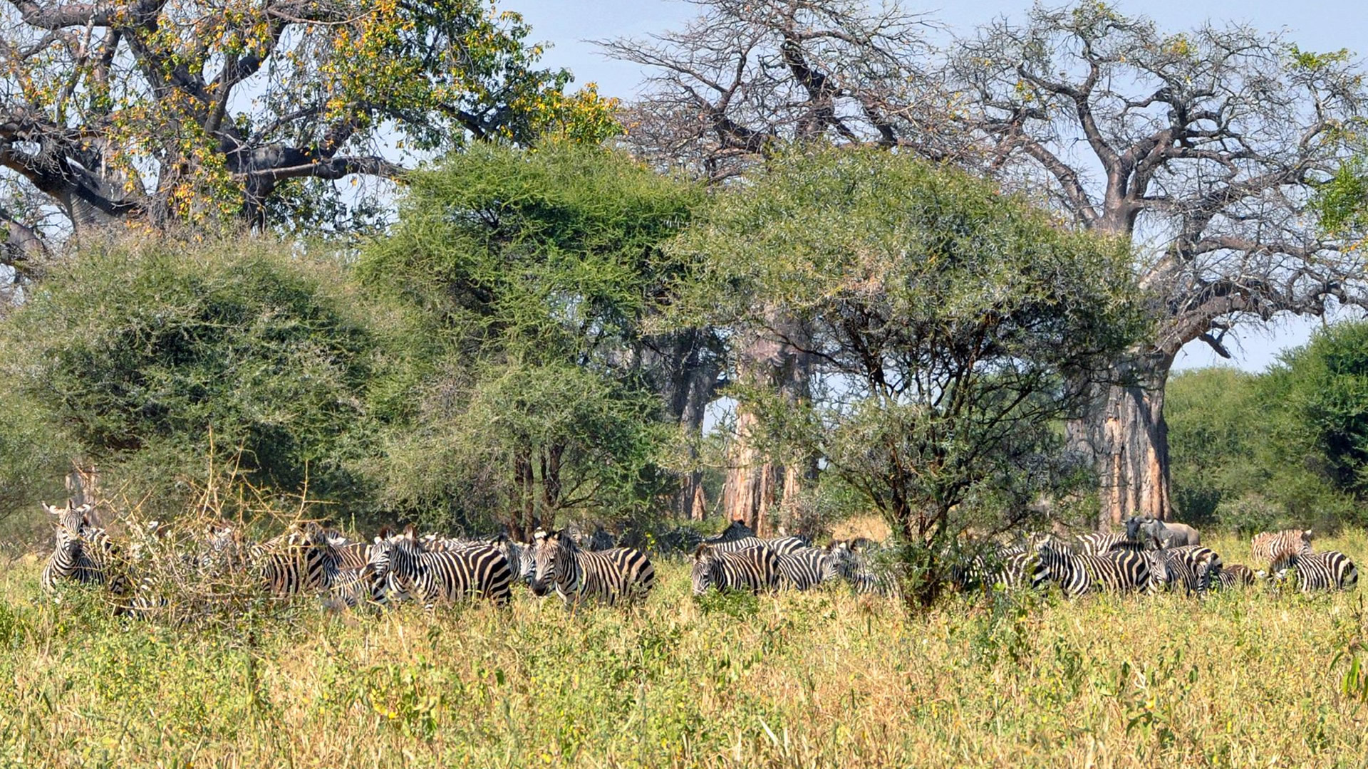 Tarangire National Park Tarangire National Park