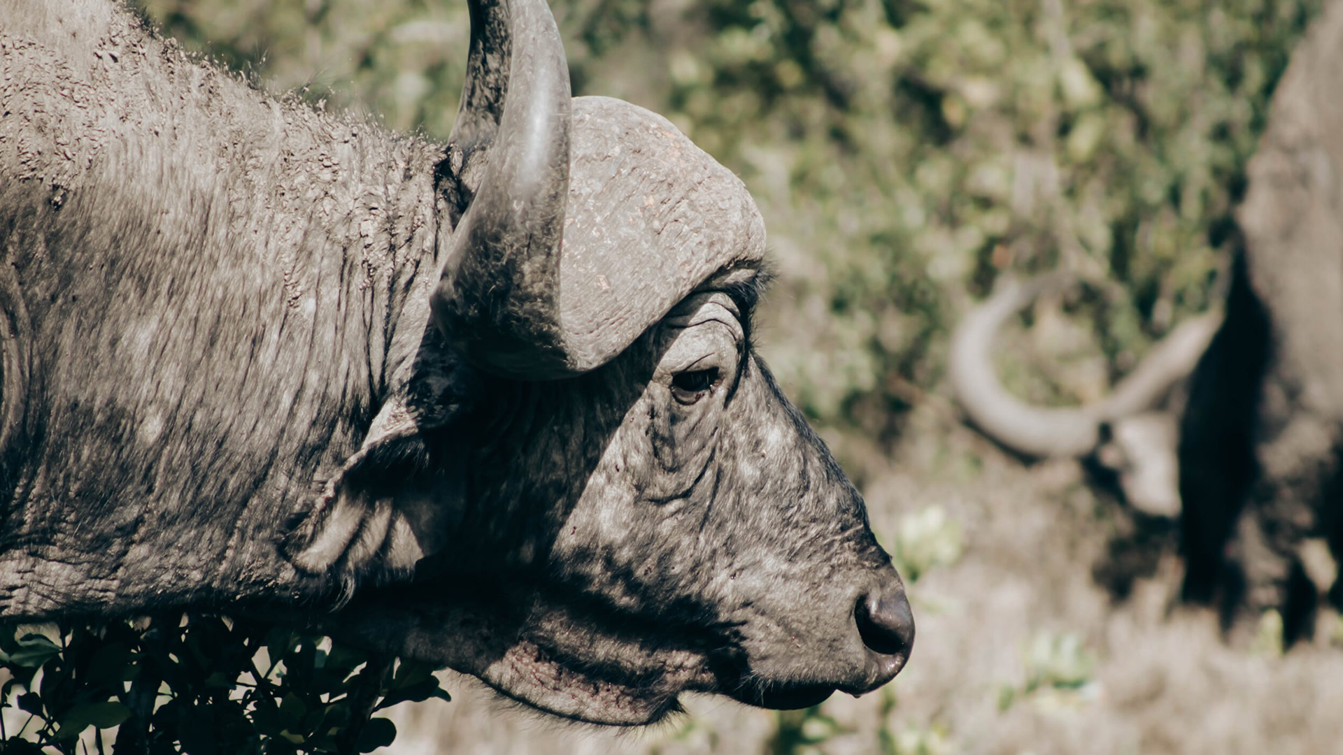 Tarangire National Park Tarangire National Park