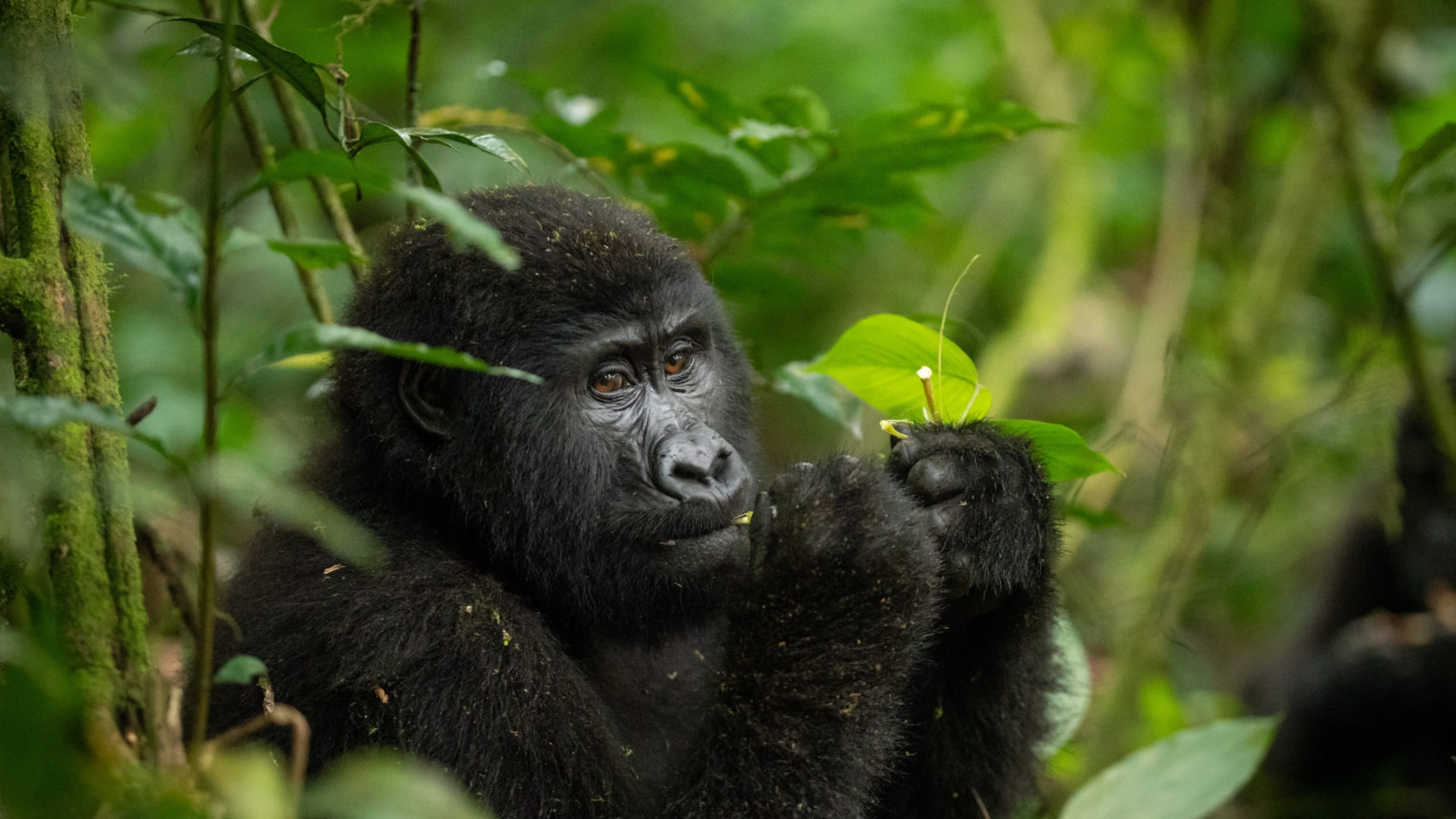 Bwindi Impenetrable National Park Bwindi Impenetrable National Park