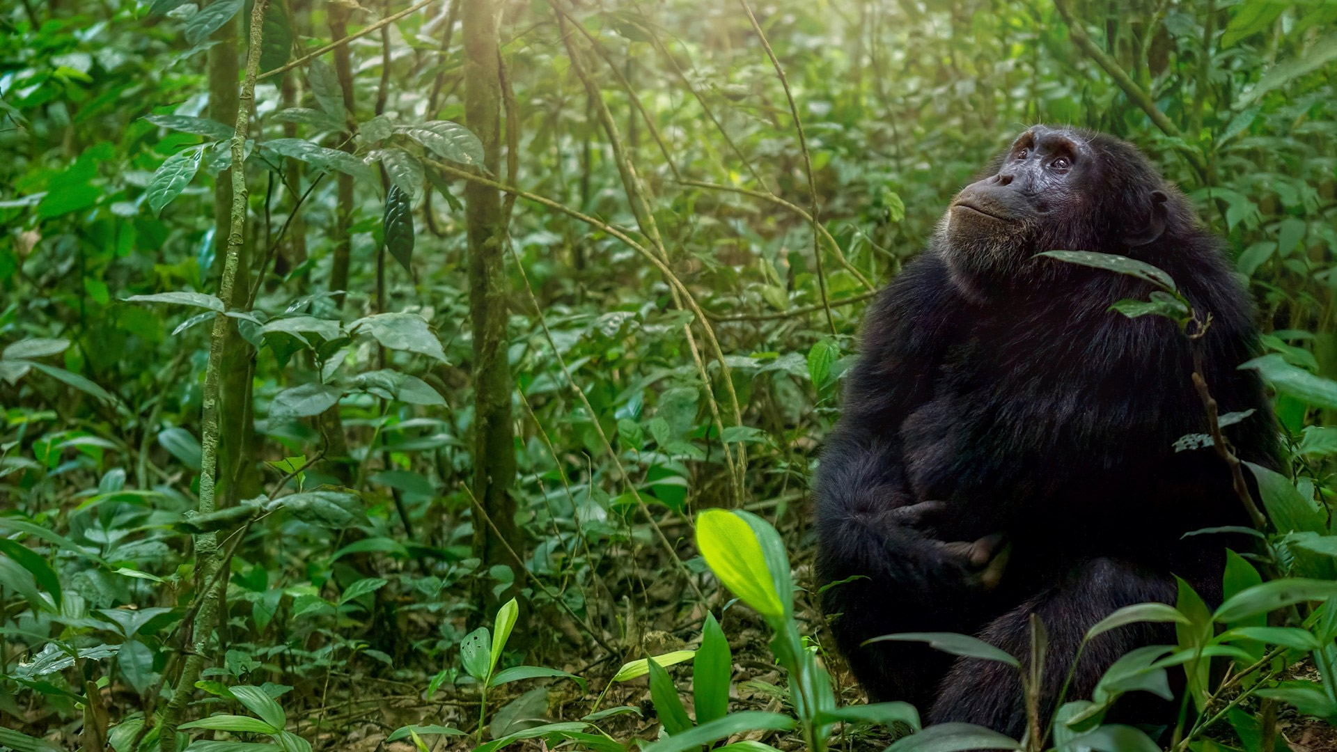 Bwindi Impenetrable National Park Bwindi Impenetrable National Park