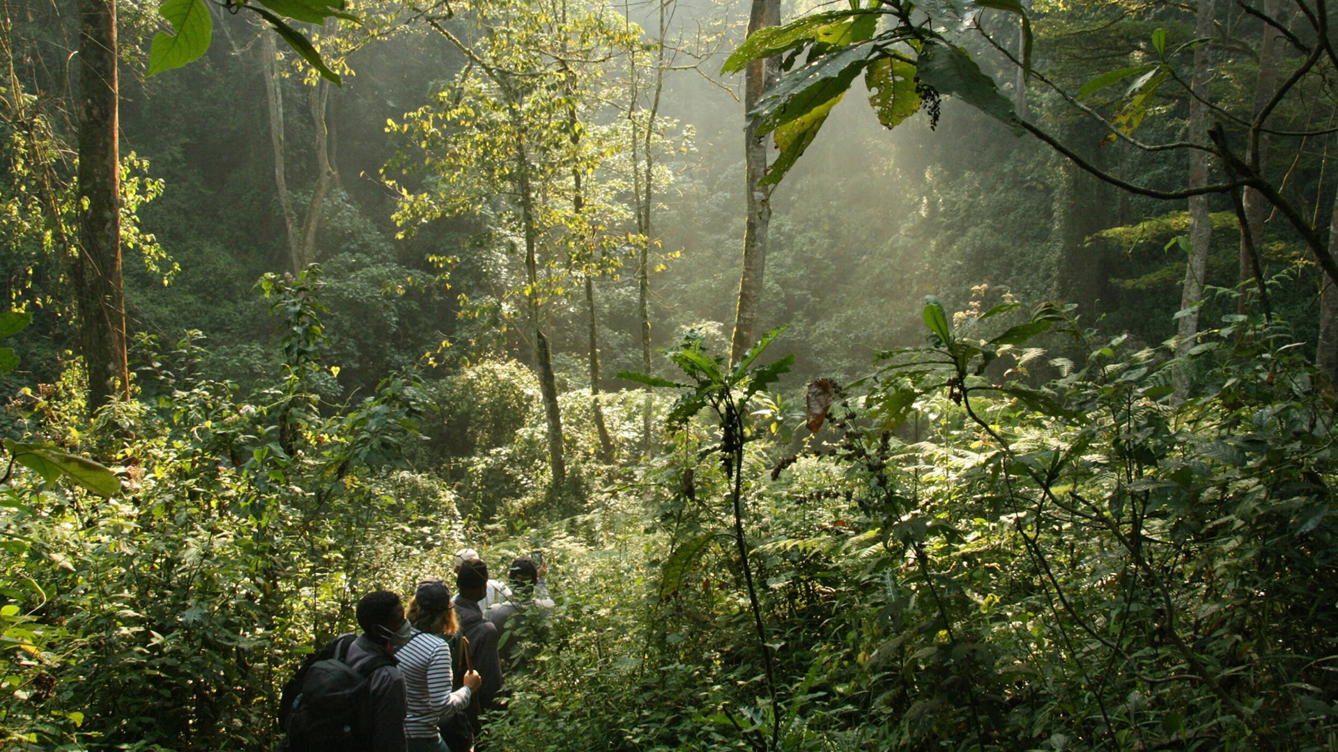 Bwindi Impenetrable National Park Bwindi Impenetrable National Park