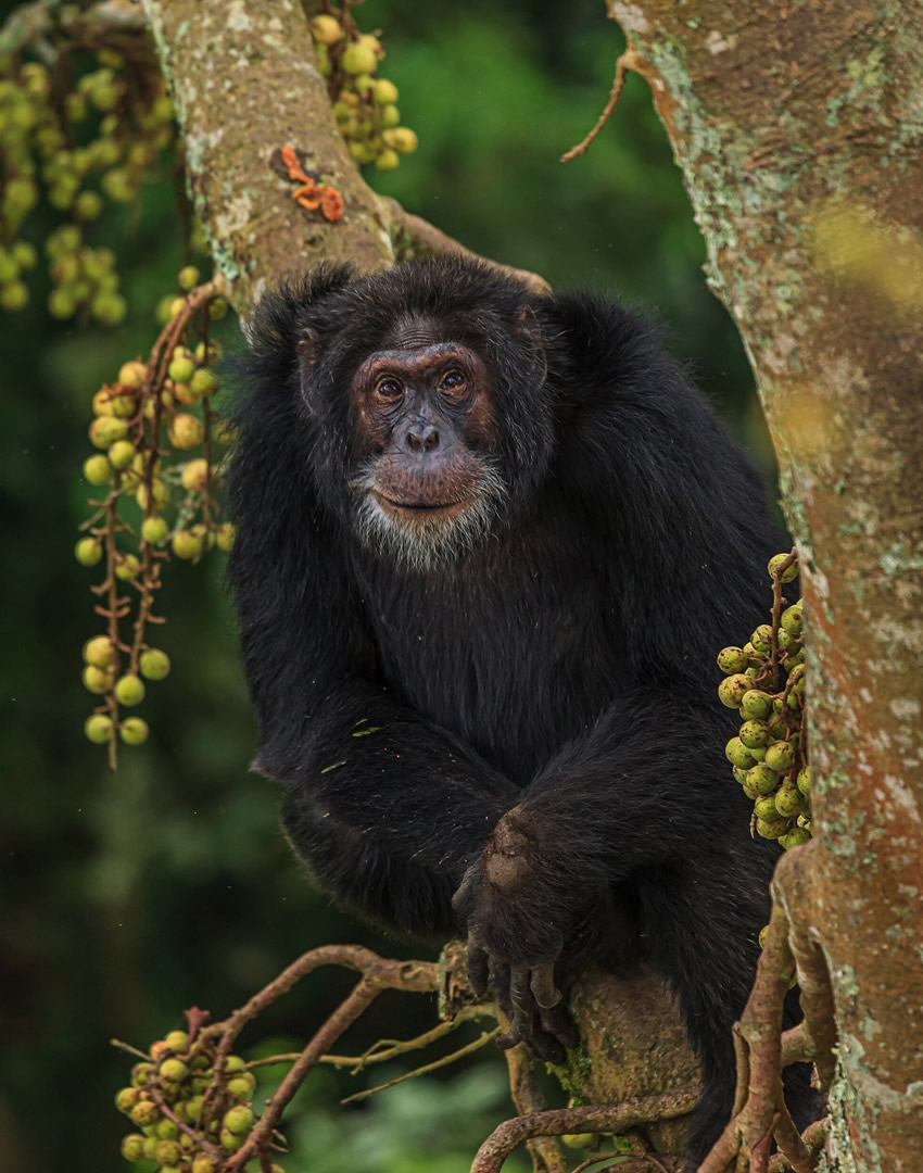 Kibale National Park