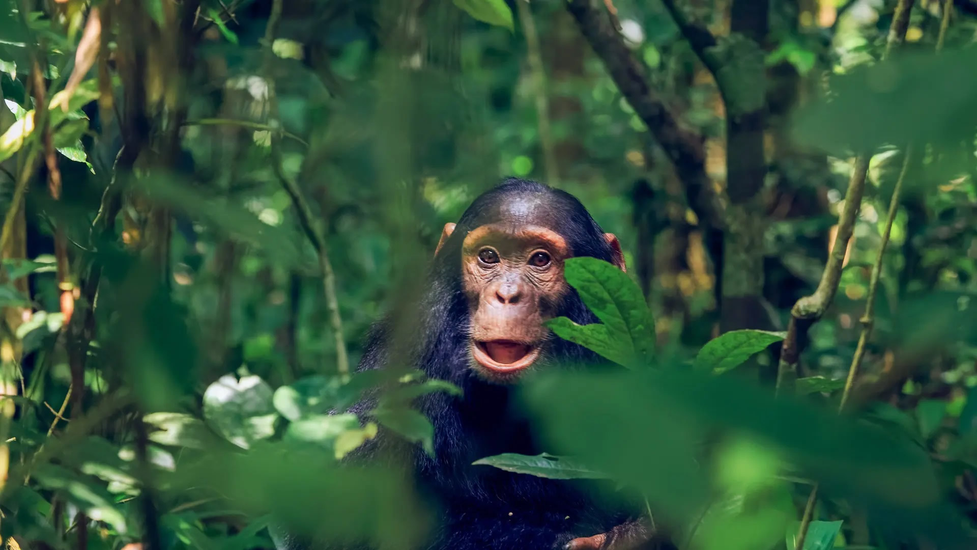 Kibale National Park Kibale National Park