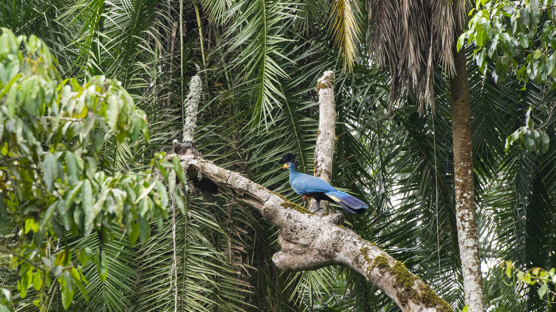 Kibale National Park Kibale National Park