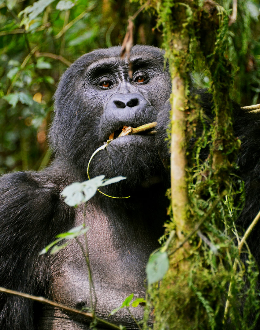 Mgahinga Gorilla National Park