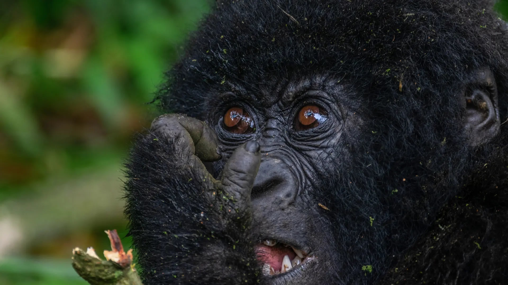 Mgahinga Gorilla National Park
