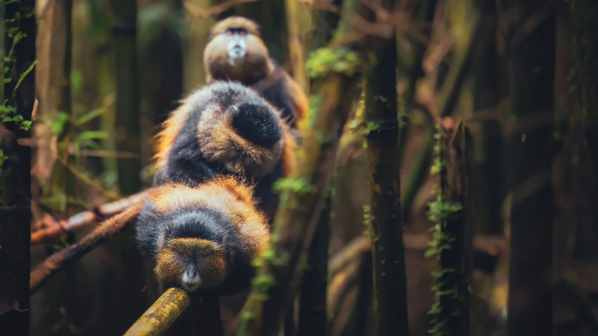 Mgahinga Gorilla National Park