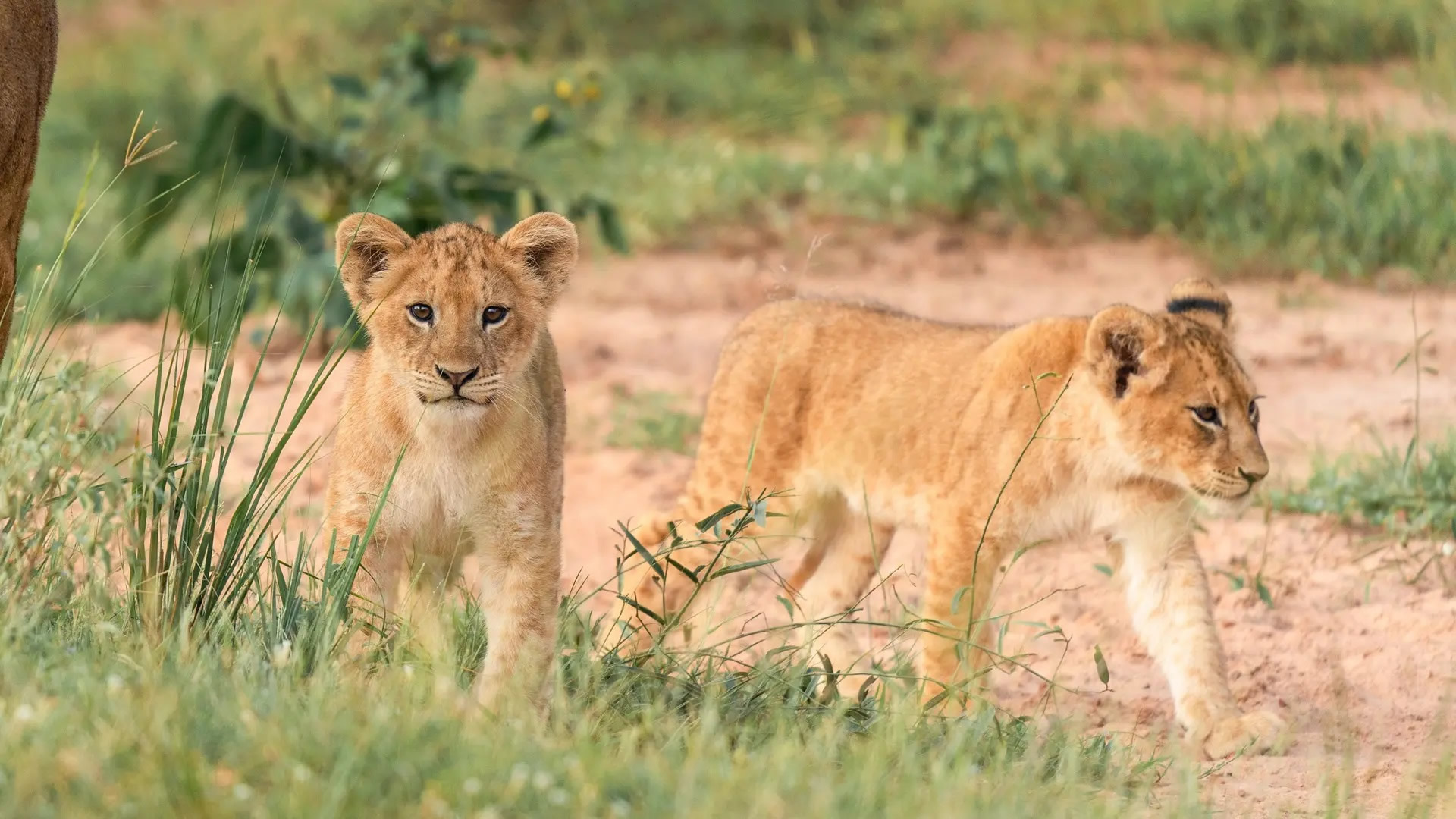 Murchison Falls National Park Murchison Falls National Park