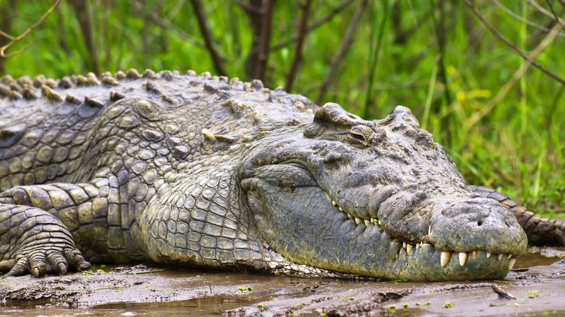 Murchison Falls National Park Murchison Falls National Park