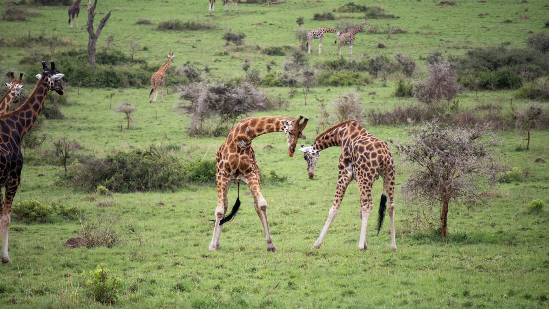 Murchison Falls National Park Murchison Falls National Park