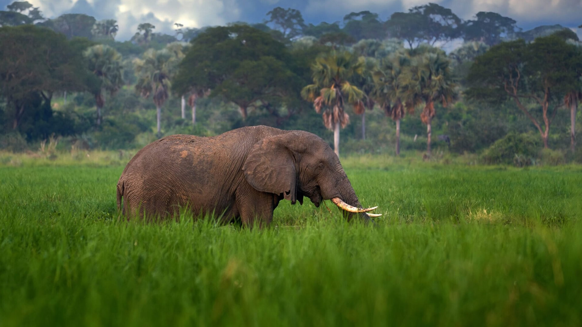 Murchison Falls National Park Murchison Falls National Park