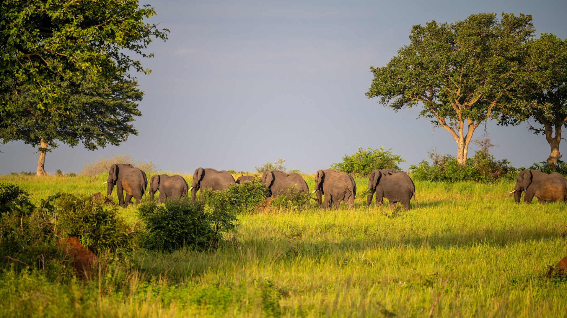 Queen Elizabeth National Park