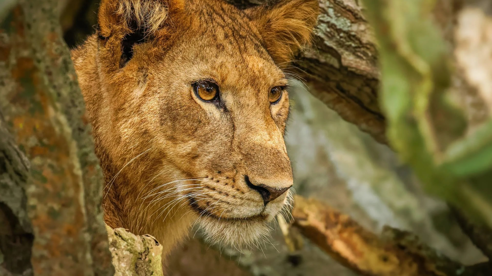 Queen Elizabeth National Park