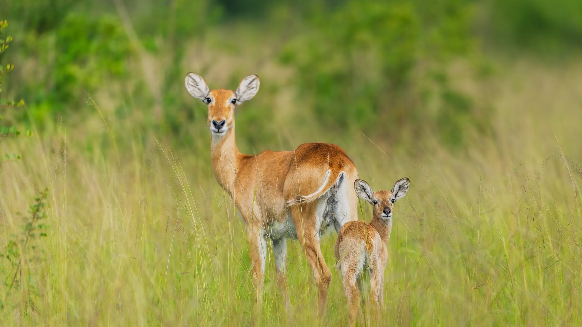 Queen Elizabeth National Park