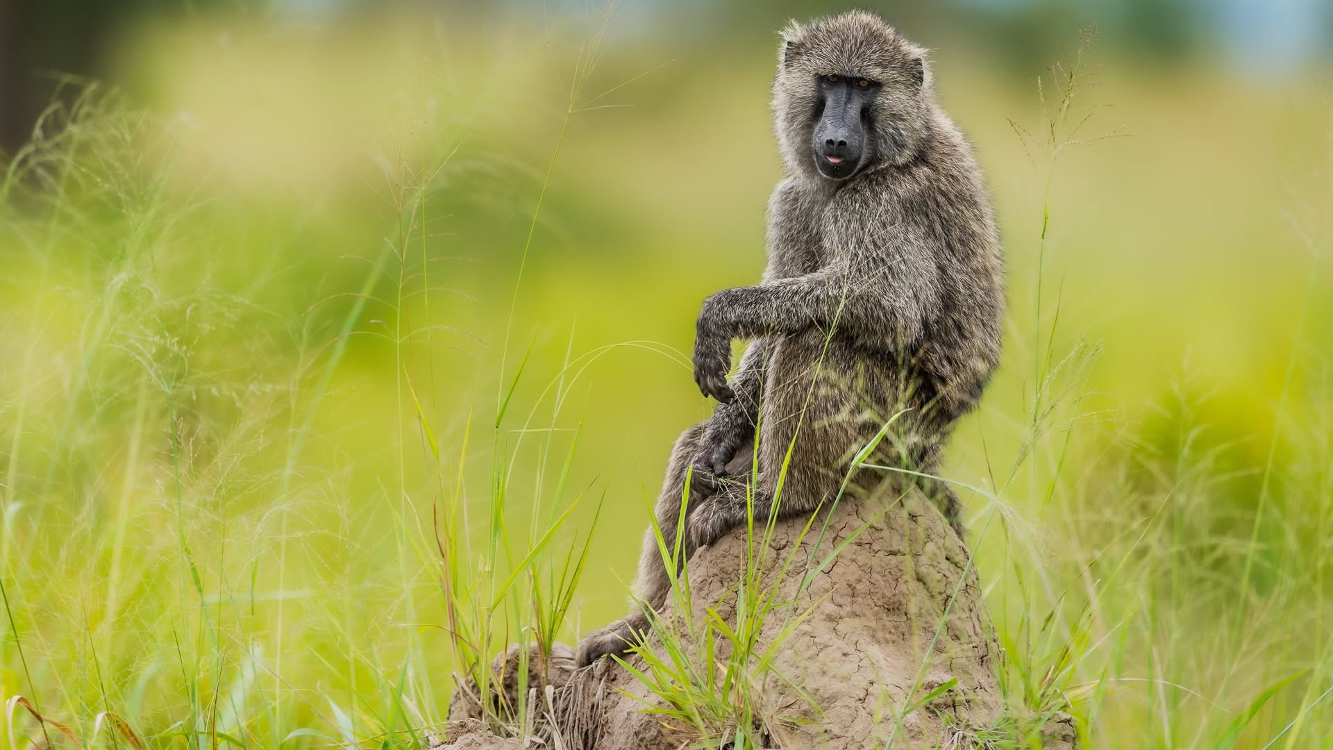 Queen Elizabeth National Park