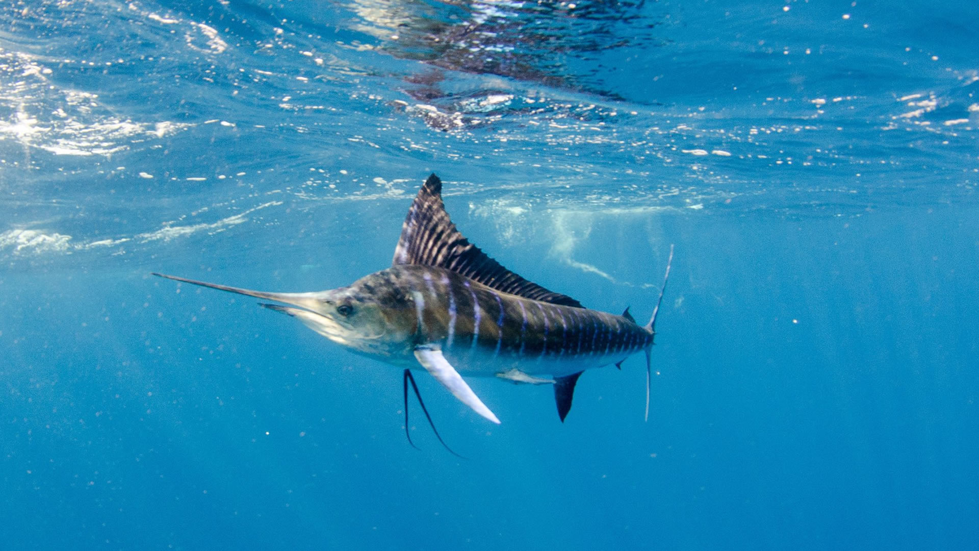 Deep-Sea Fishing