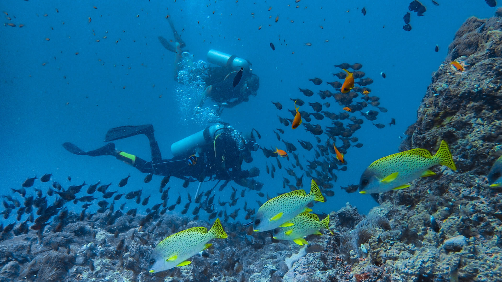 Scuba Diving Diani Reefs