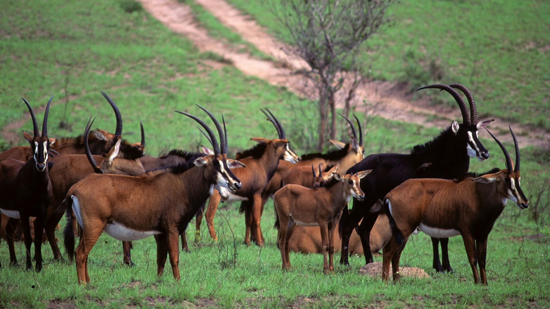 Shimba Hills Day Safari