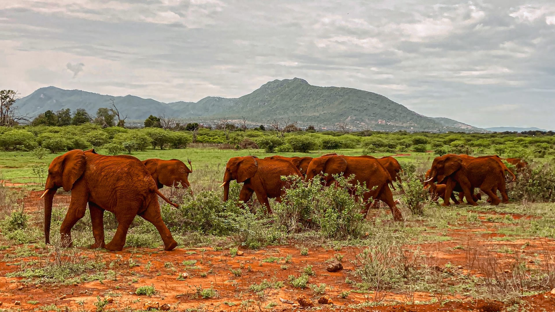 Tsavo East Day Safari
