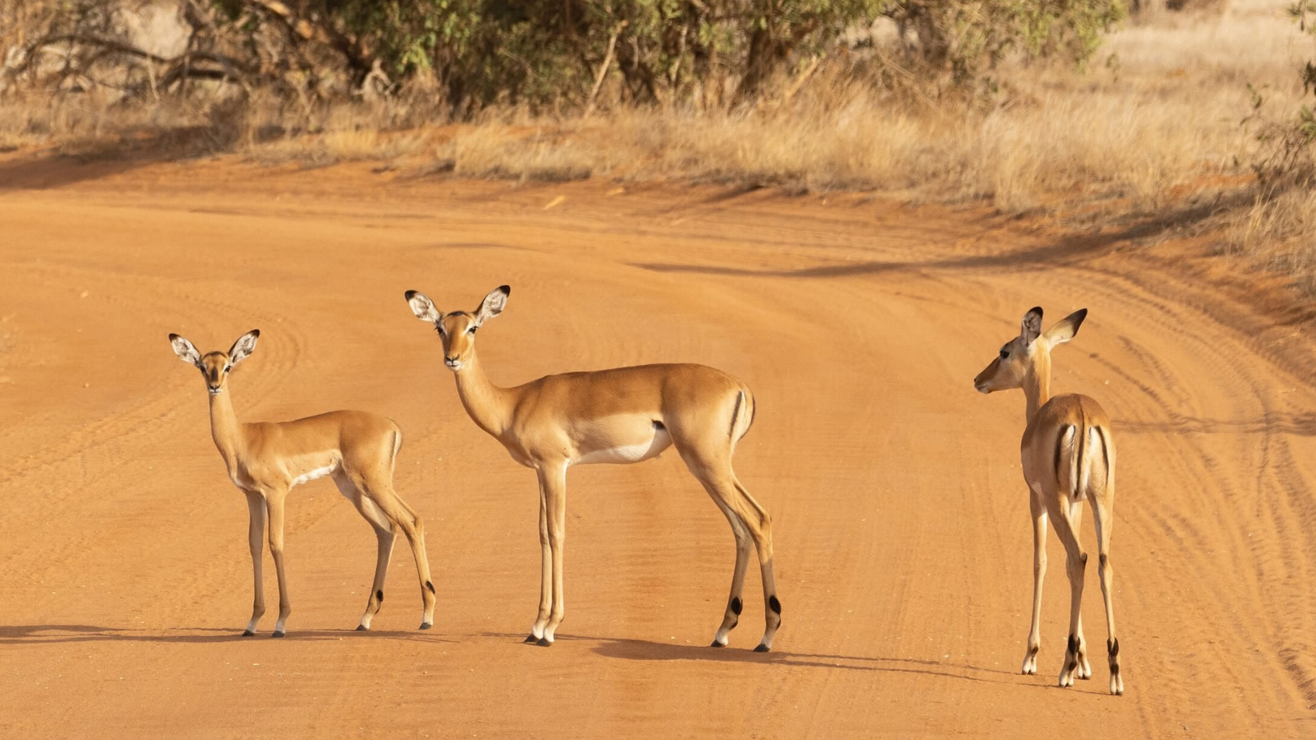 1 Day Tsavo East Safari from Mombasa
