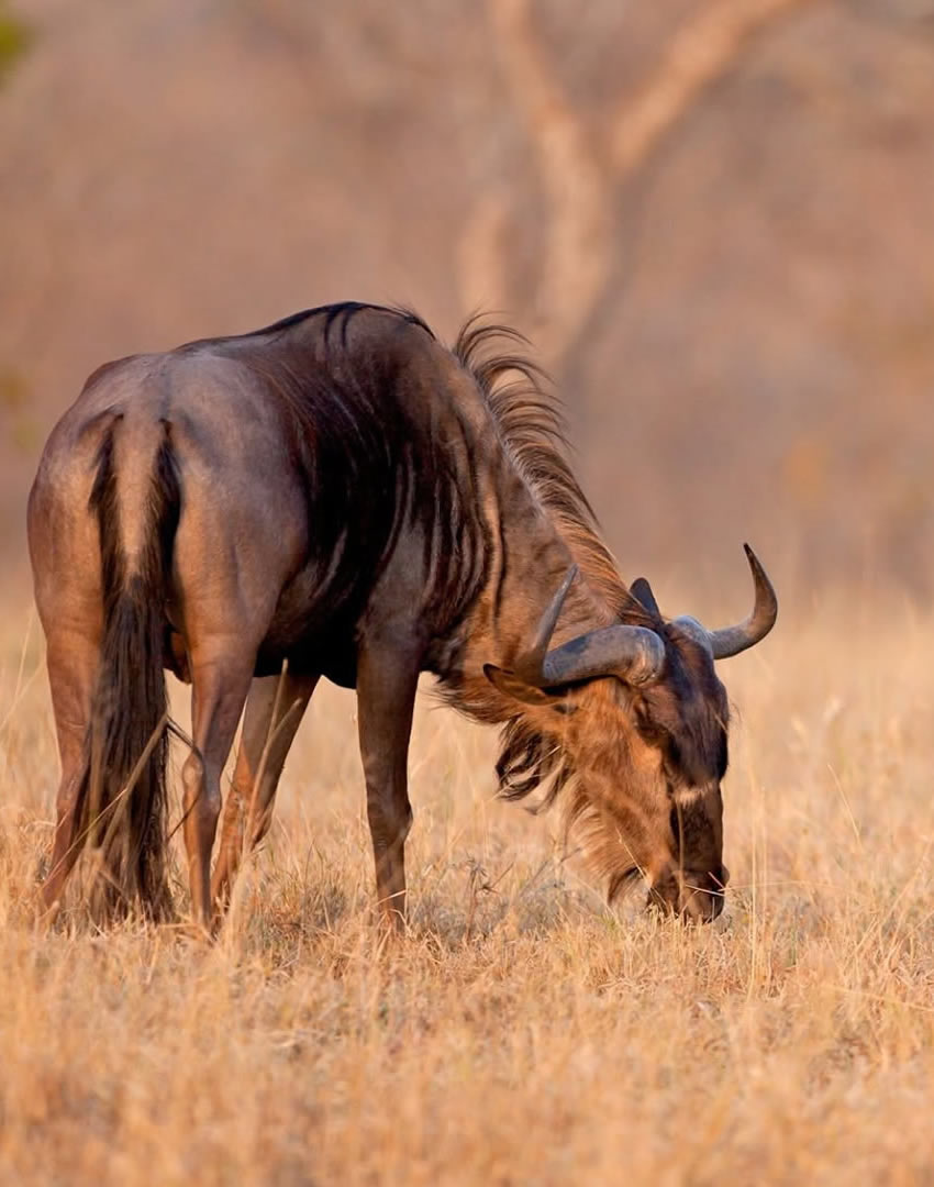 13 Days Grand Circle Safari