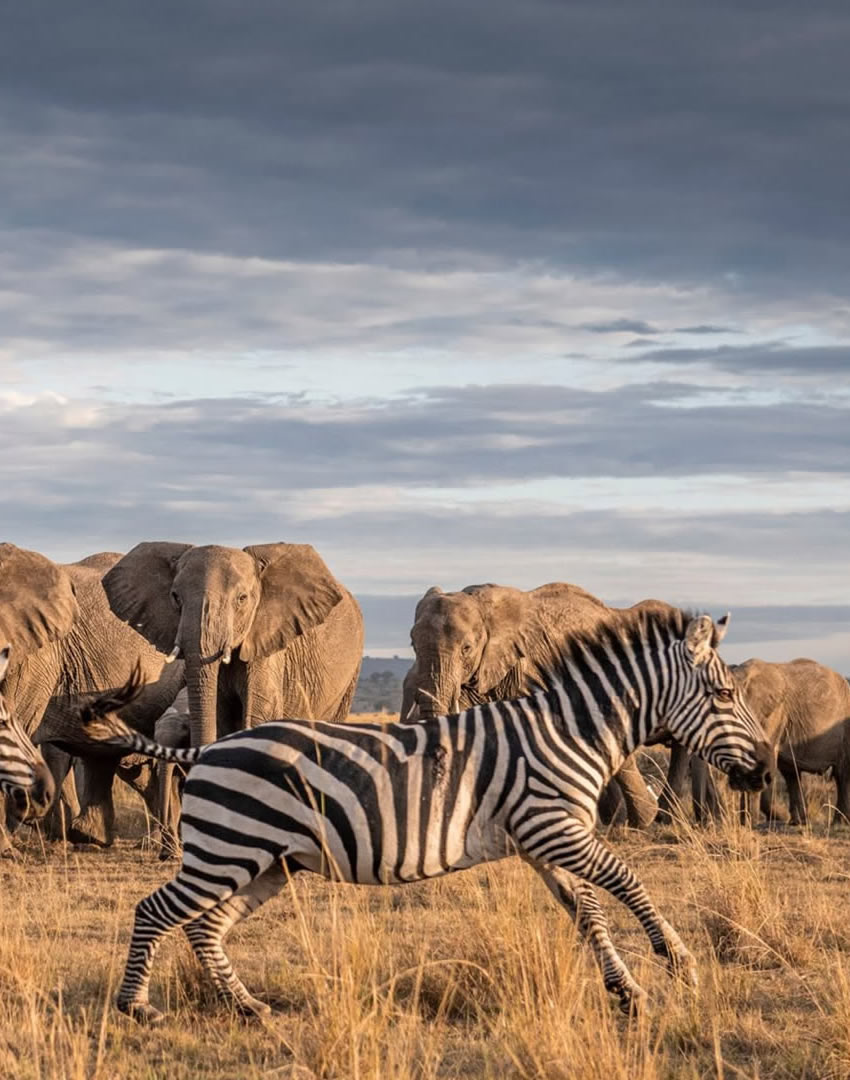 13 Days Grand Tanzania Safari