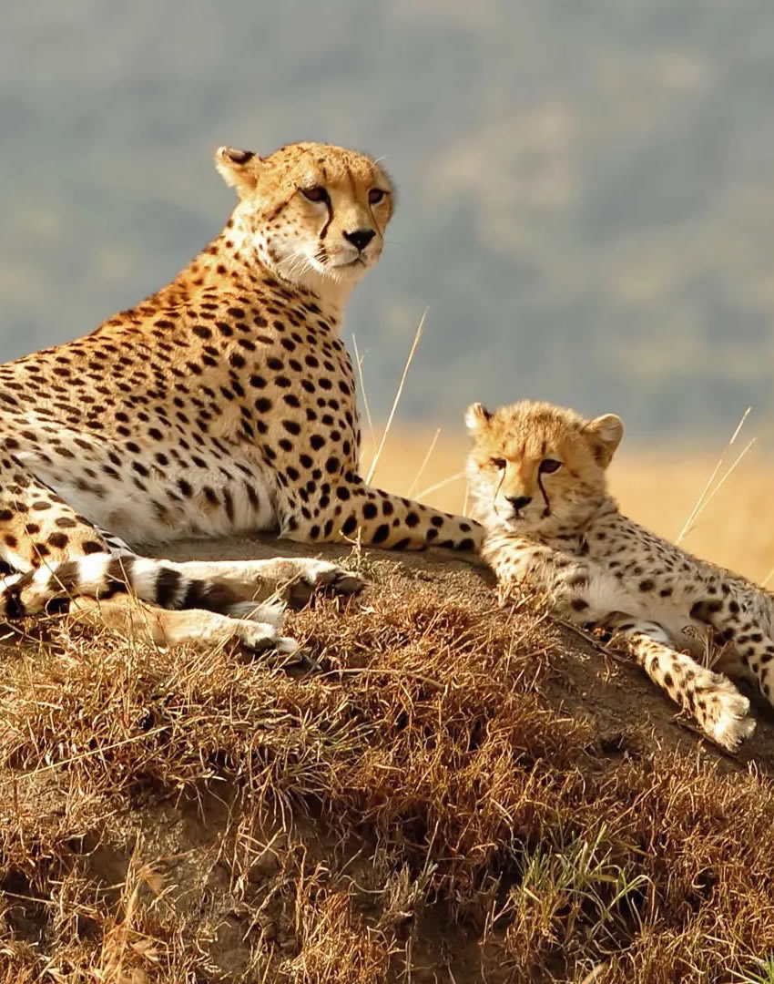 2 Days Tsavo East Safari from the Kenyan Coast