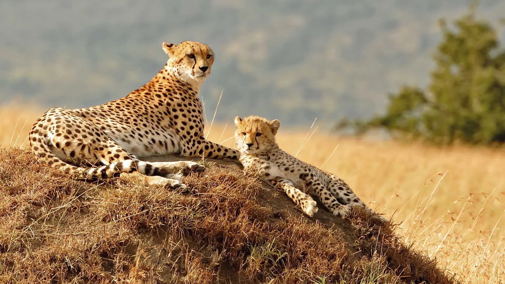 2 Days Tsavo East Safari from the Kenyan Coast