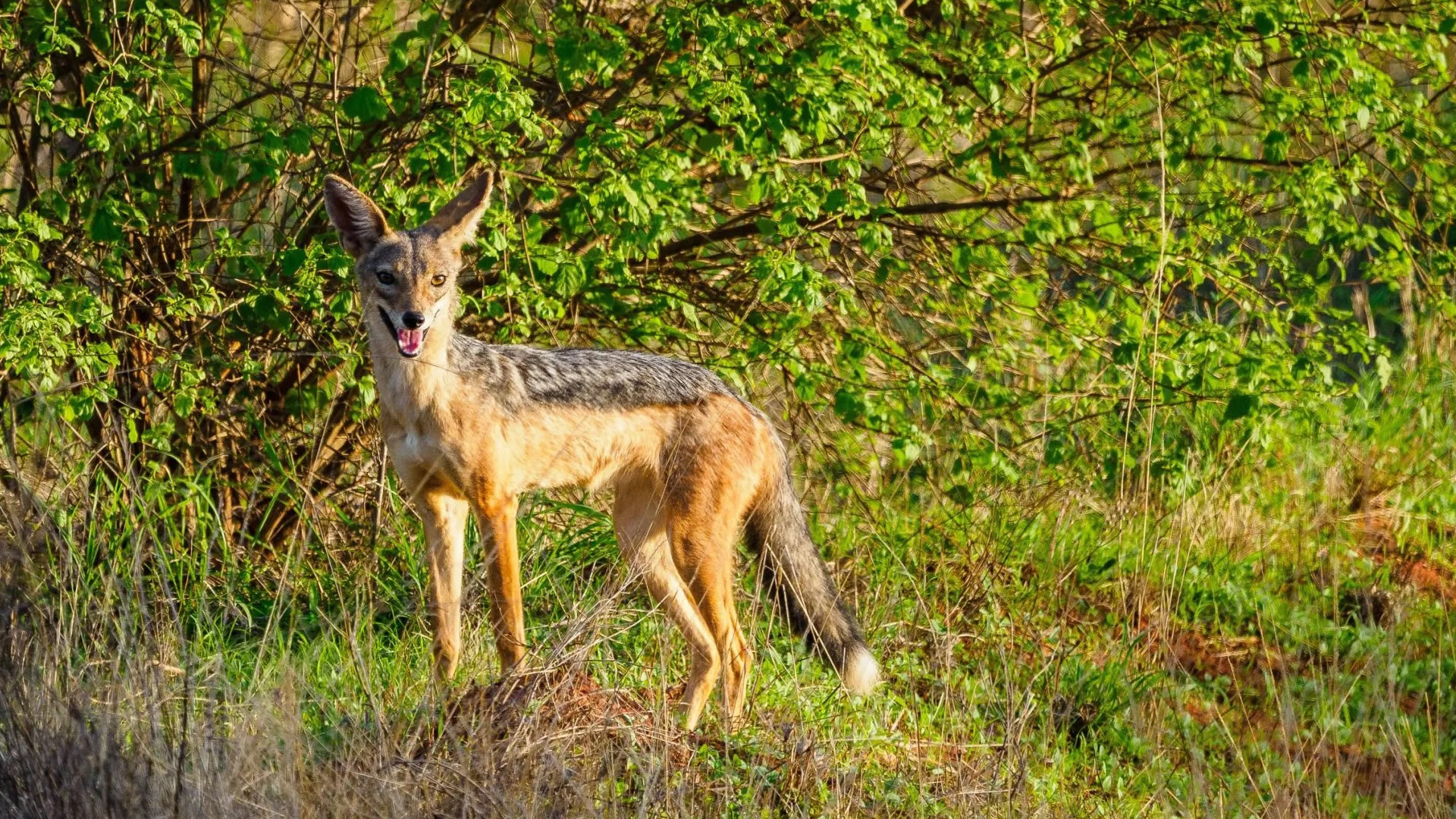 3 Days Tsavo East & Taita Hills Eco Lodge Safari