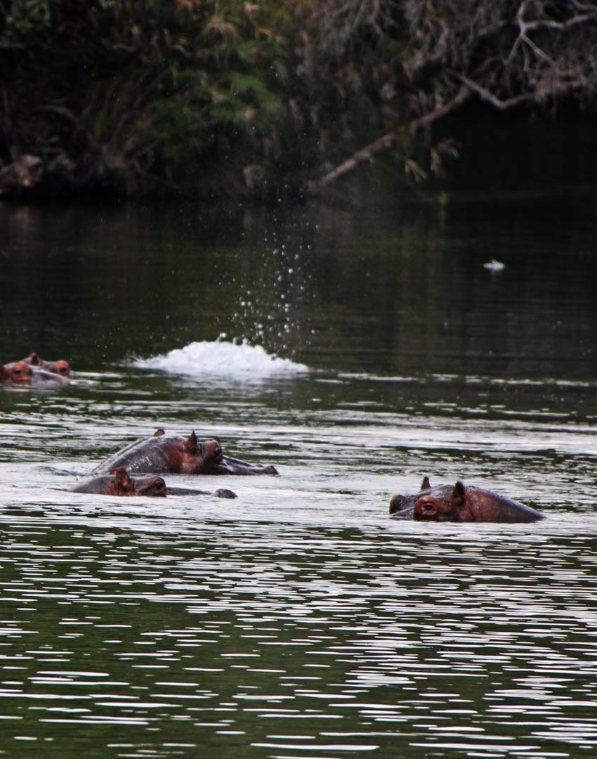 3 Days Tsavo East & West Safari