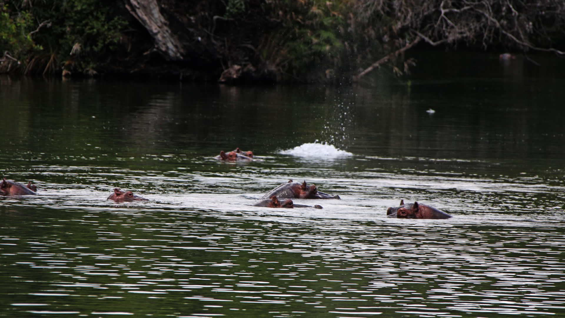3 Days Tsavo East & West Safari