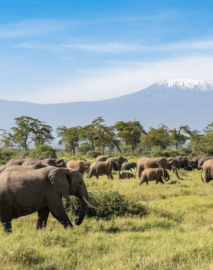 4 Days Tsavo West & Amboseli Safari