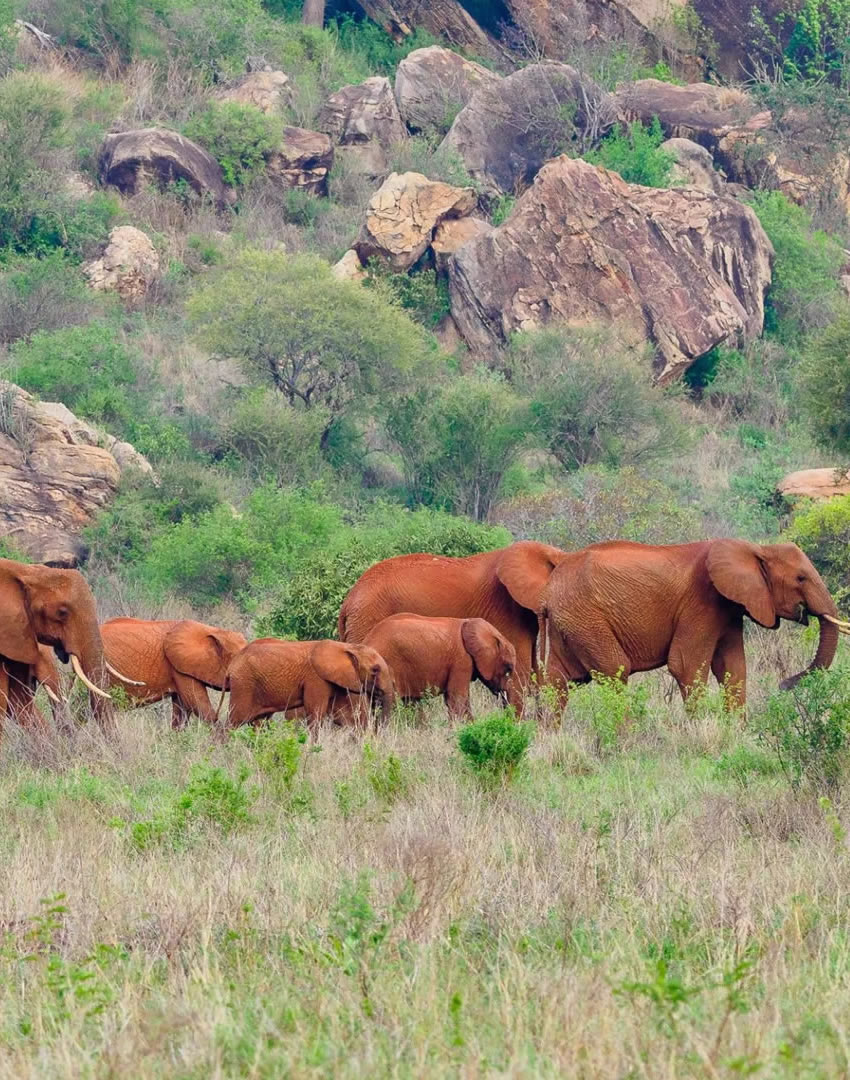 5 Days Coast & Wildlife Safari