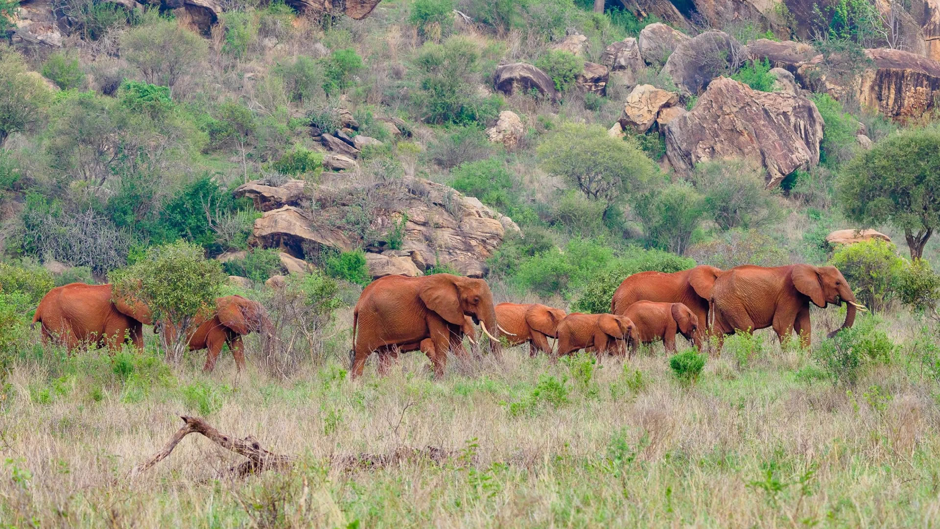 5 Days Coast & Wildlife Safari — Tsavo, Amboseli & Taita Hills