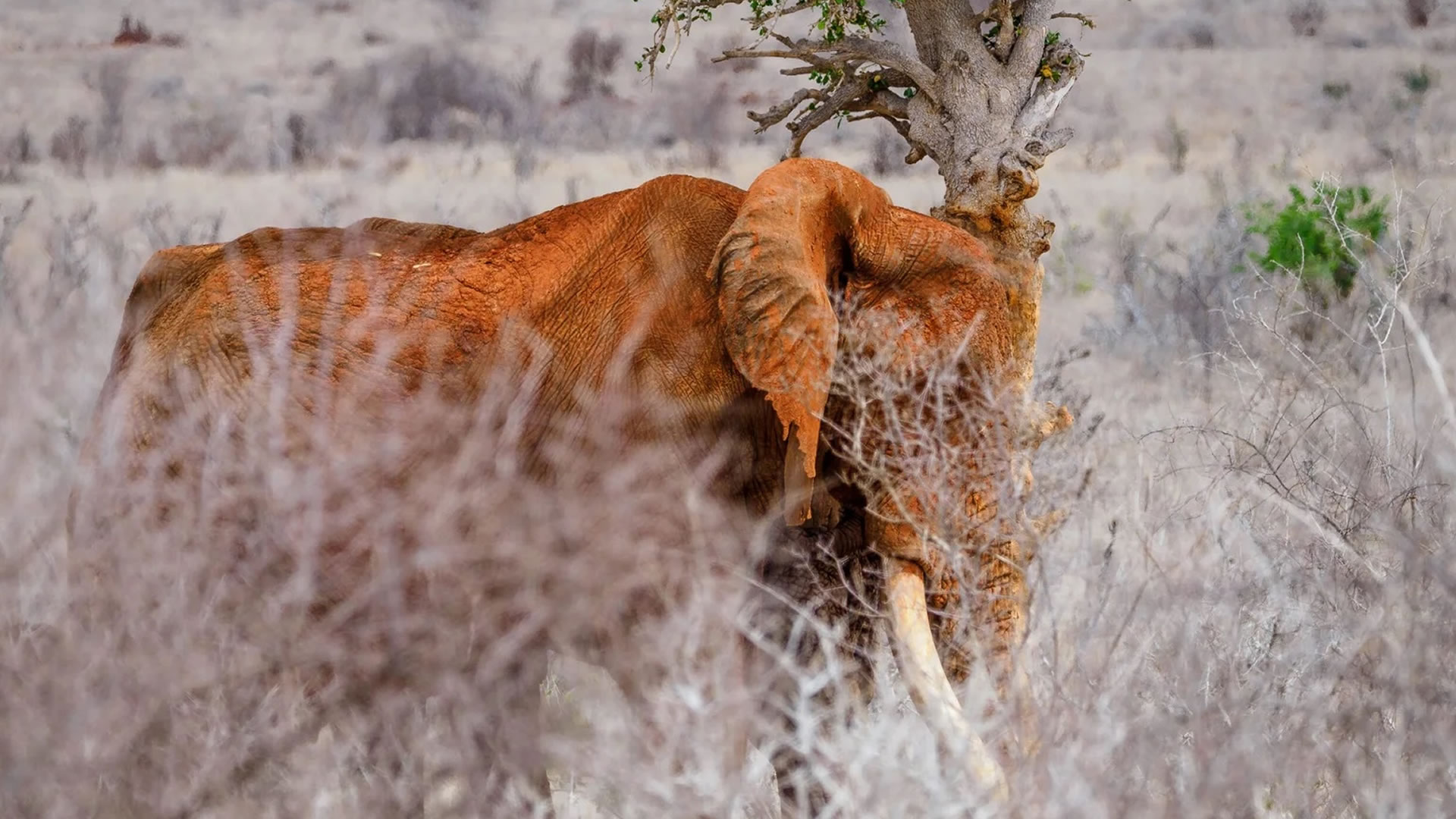 5 Days Tsavo & Amboseli Safari — Kilimanjaro views