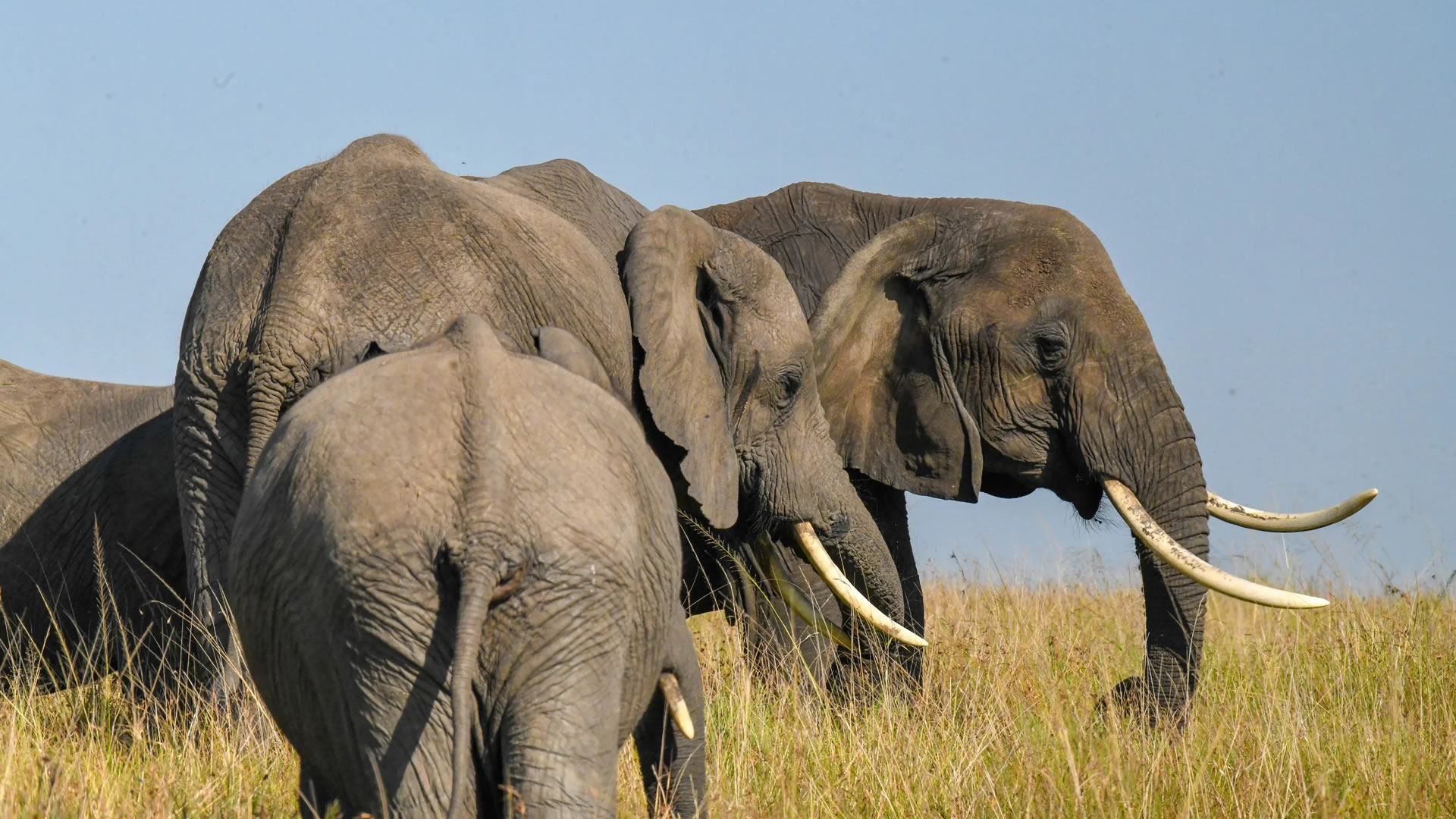 6 Days Big Five Safari — Tsavo West & Amboseli