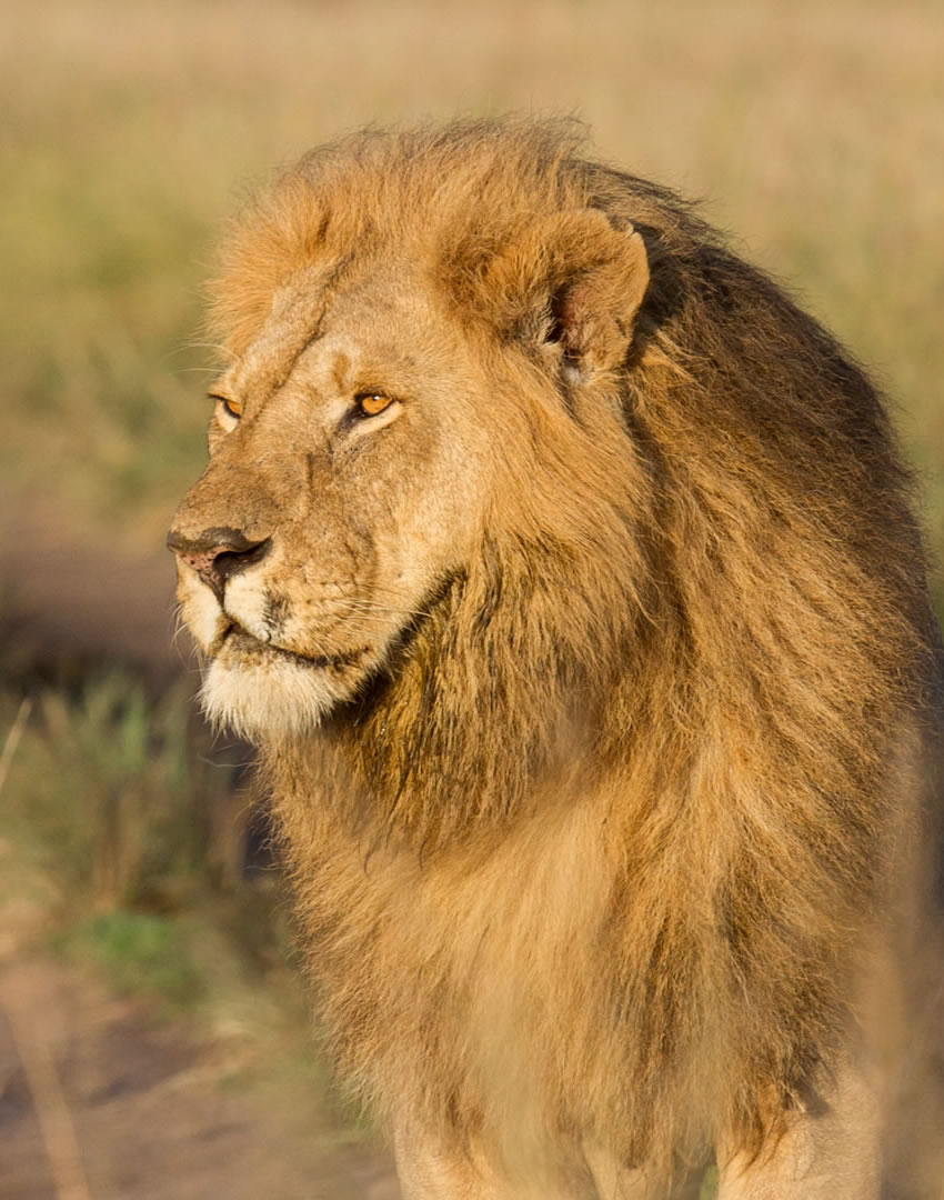 6 Days Kenya Highlights Safari