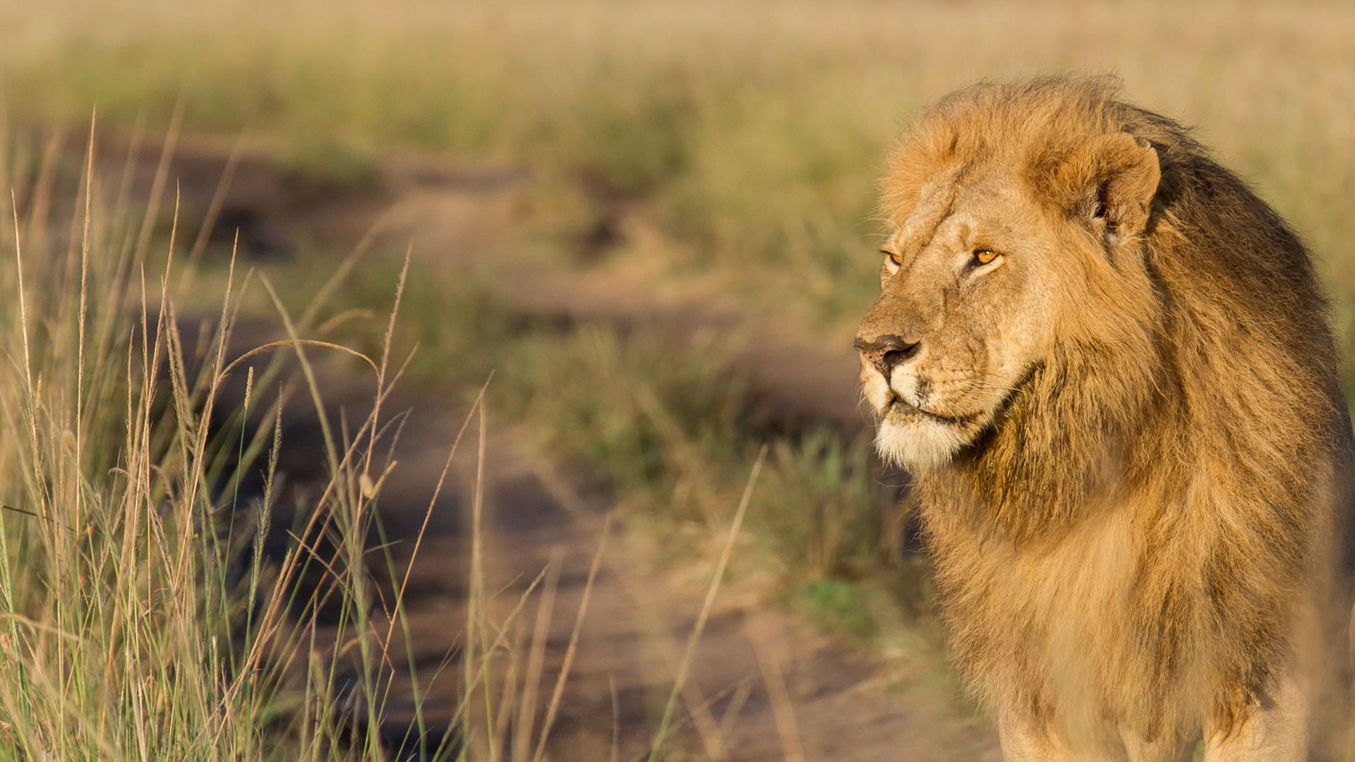 6 Days Kenya Highlights Safari — Amboseli, Nakuru & Mara