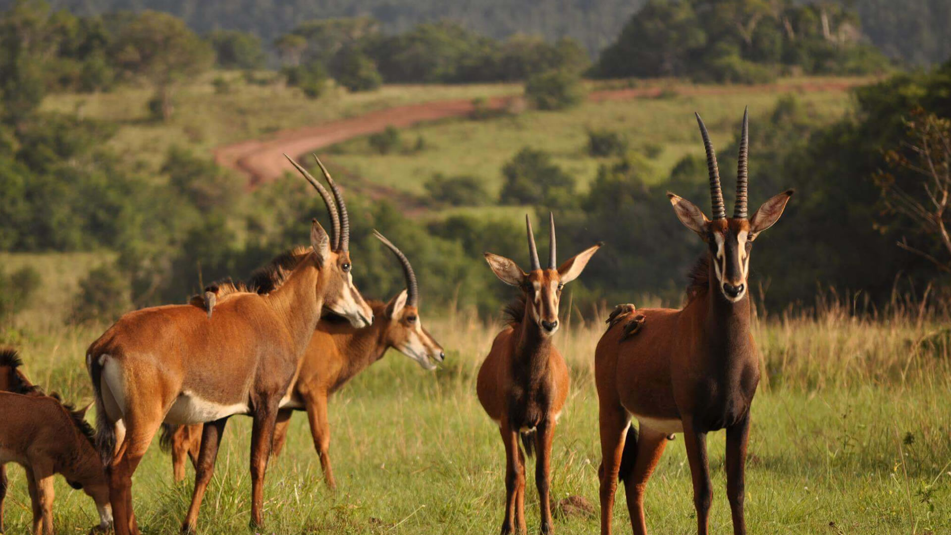 6 Days Shimba Hills Safari & Lamu Island Beach Escape