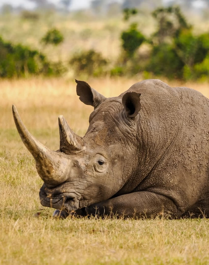 8 Days Kenya Wildlife Safari
