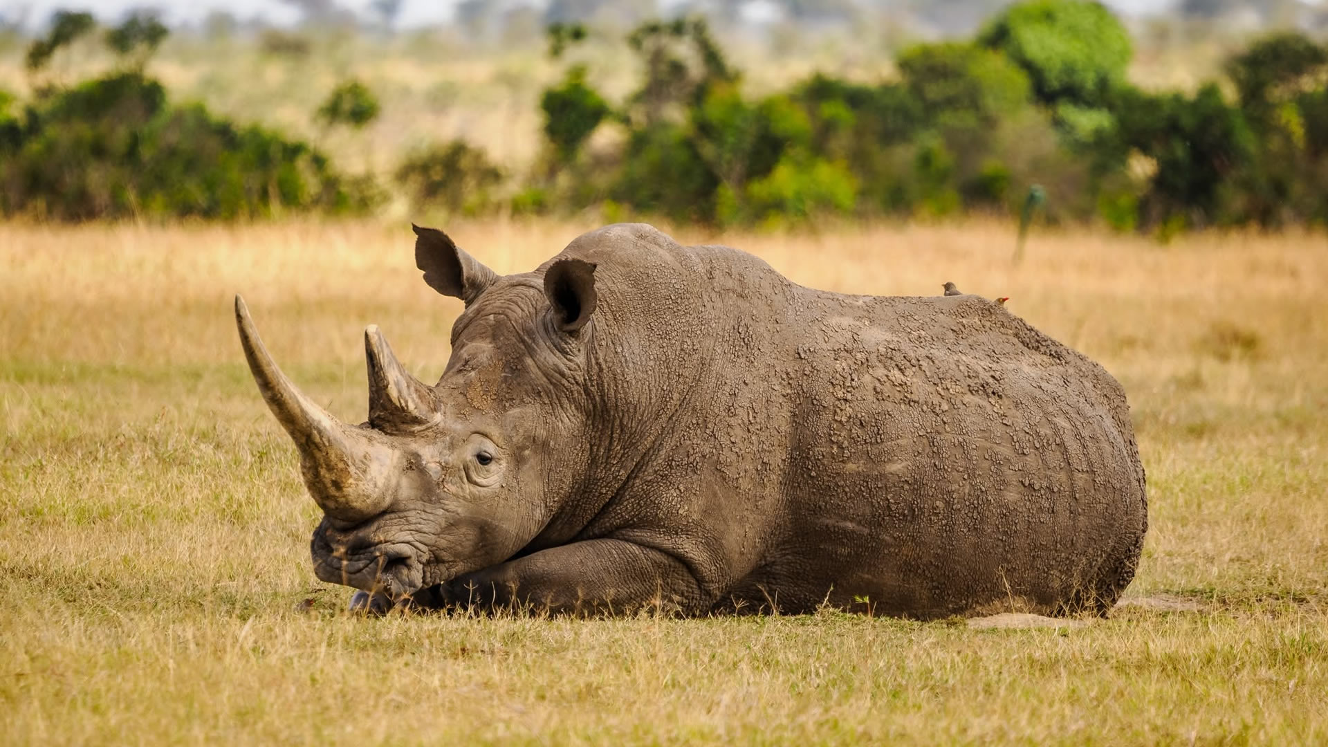 8 Days Kenya Wildlife Safari — Samburu, Nakuru & Maasai Mara